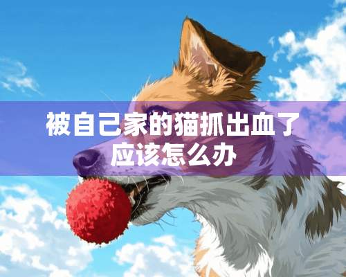 被自己家的猫抓出血了应该怎么办