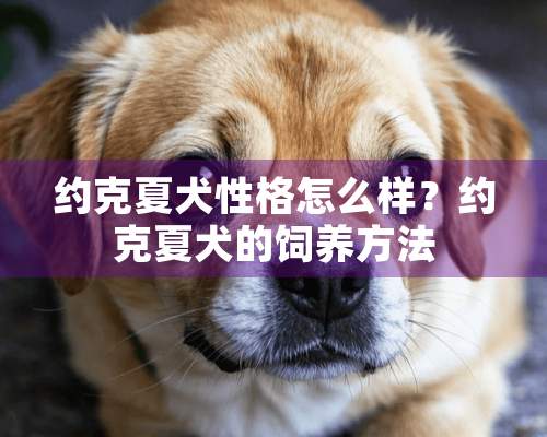 约克夏犬性格怎么样？约克夏犬的饲养方法