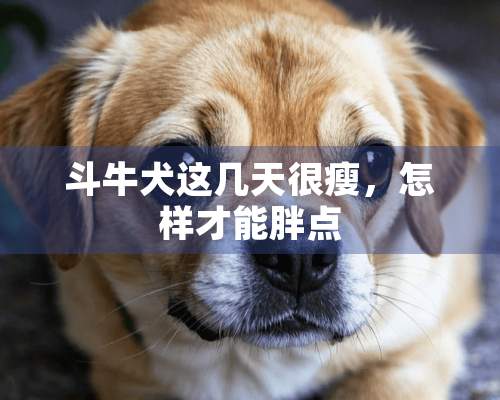 斗牛犬这几天很瘦，怎样才能胖点