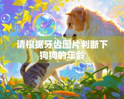 请根据牙齿图片判断下狗狗的年龄