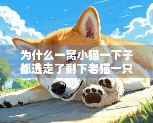 为什么一窝小猫一下子都逃走了剩下老猫一只