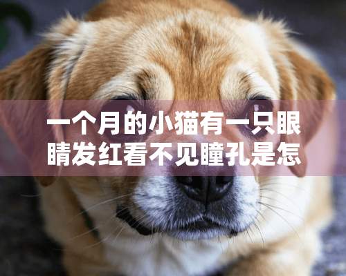 一个月的小猫有一只眼睛发红看不见瞳孔是怎么回事？能治吗？