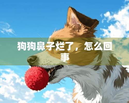 狗狗鼻子烂了，怎么回事