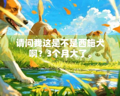 请问我这是不是西施犬啊？3个月大了。