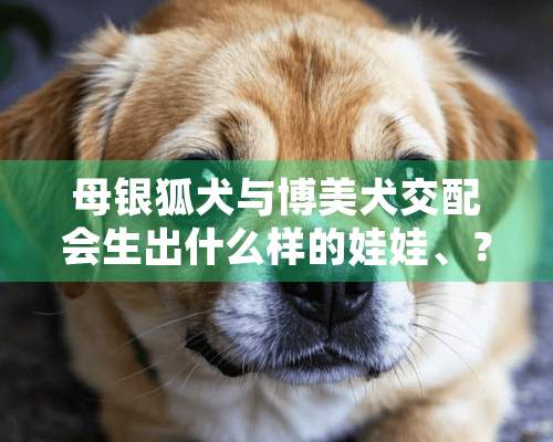 母银狐犬与博美犬交配会生出什么样的娃娃、？