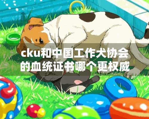 cku和中国工作犬协会的血统证书哪个更权威