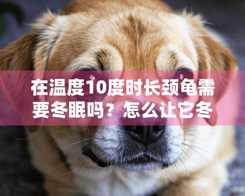 在温度10度时长颈龟需要冬眠吗？怎么让它冬眠