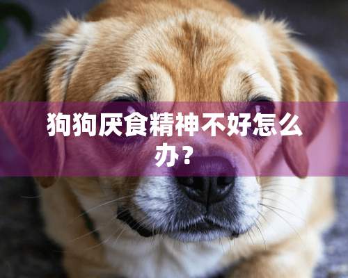 狗狗厌**神不好怎么办？