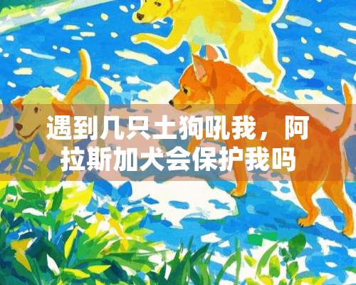 遇到几只土狗吼我，阿拉斯加犬会保护我吗