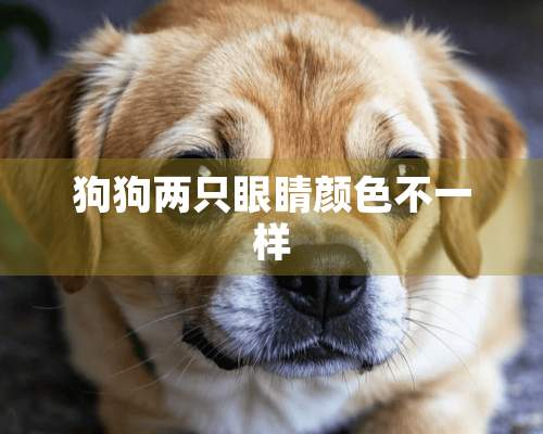 狗狗两只眼睛颜色不一样