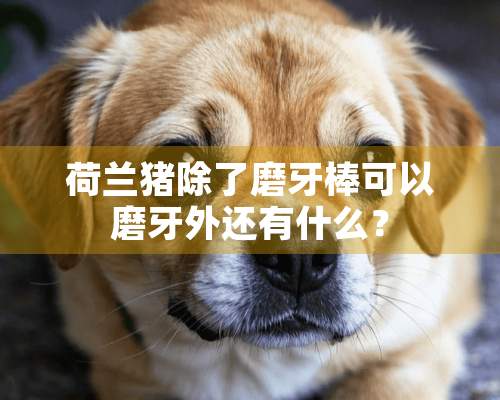 荷兰猪除了磨牙棒可以磨牙外还有什么？