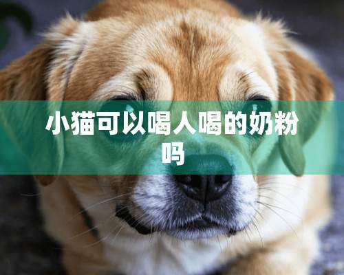 小猫可以喝人喝的奶粉吗