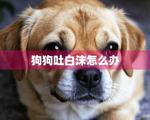 狗狗吐白沫怎么办