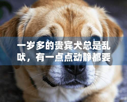 一岁多的贵宾犬总是乱吠，有一点点动静都要叫，而且主人不在家了它更是叫得厉害，都吵到邻居了，有没有什