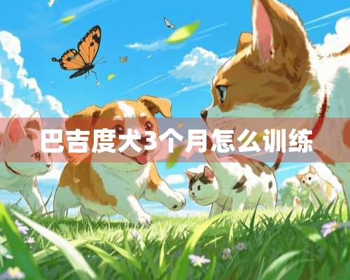 巴吉度犬3个月怎么训练