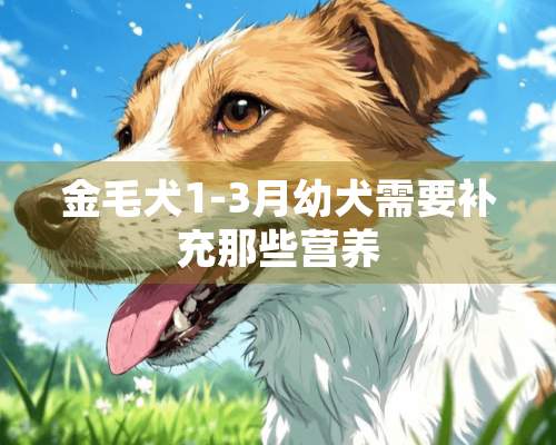 金毛犬1-3月幼犬需要补充那些营养