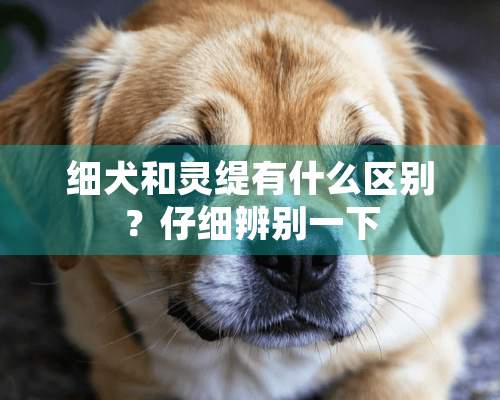 细犬和灵缇有什么区别？仔细辨别一下