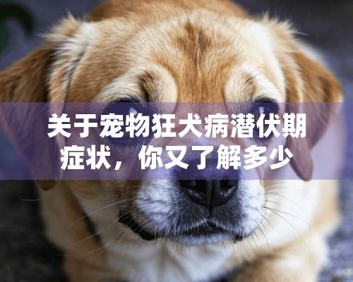 关于宠物狂犬病潜伏期症状，你又了解多少