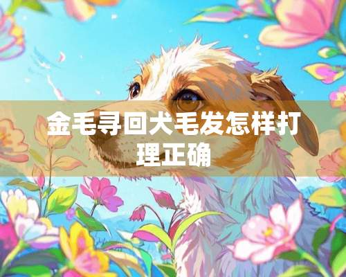 金毛寻回犬毛发怎样打理正确