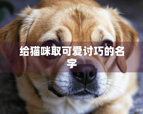 给猫咪取可爱讨巧的名字