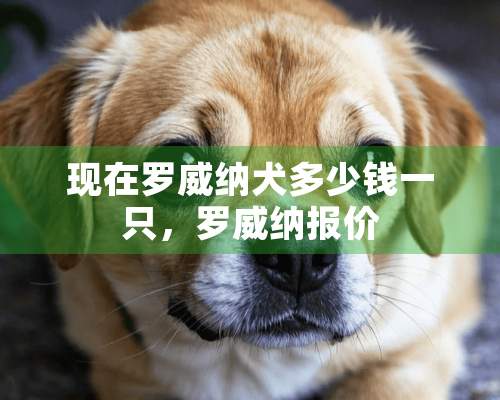 现在罗威纳犬多少钱一只，罗威纳报价