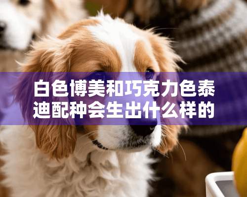 白色博美和巧克力色泰迪配种会生出什么样的狗狗