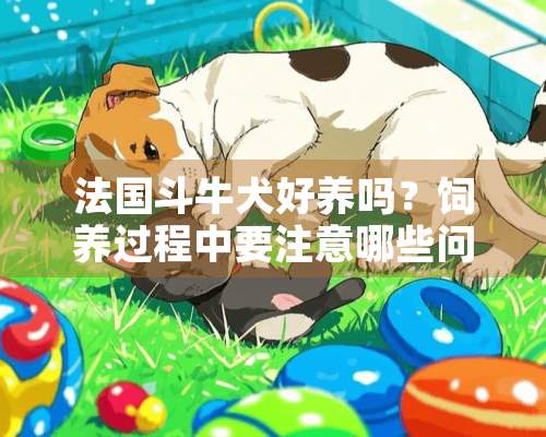 法国斗牛犬好养吗？饲养过程中要注意哪些问题？