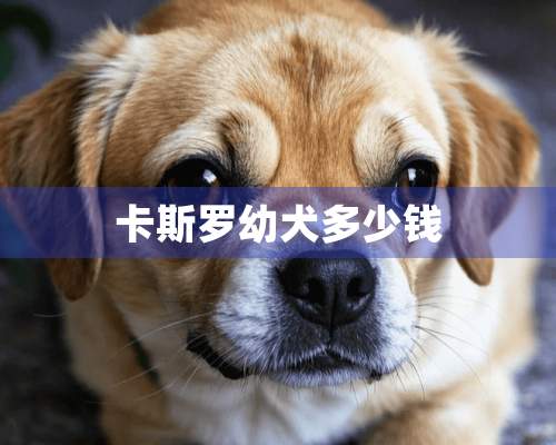 卡斯罗幼犬多少钱