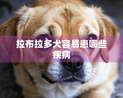 拉布拉多犬容易患哪些疾病