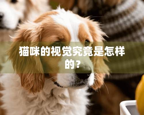 猫咪的视觉究竟是怎样的？