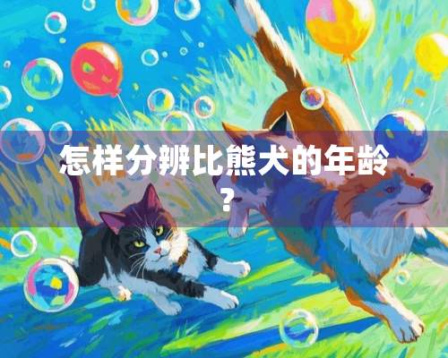 怎样分辨比熊犬的年龄？