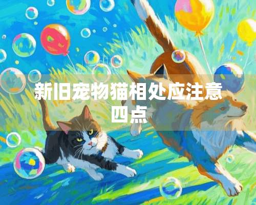 新旧宠物猫相处应注意四点