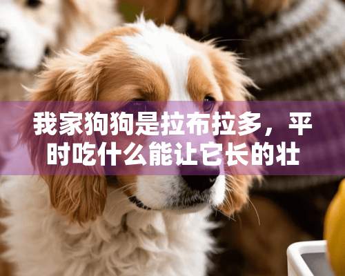 我家狗狗是拉布拉多，平时吃什么能让它长的壮一点呢？