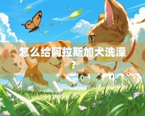 怎么给阿拉斯加犬洗澡？