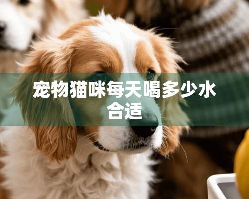 宠物猫咪每天喝多少水合适