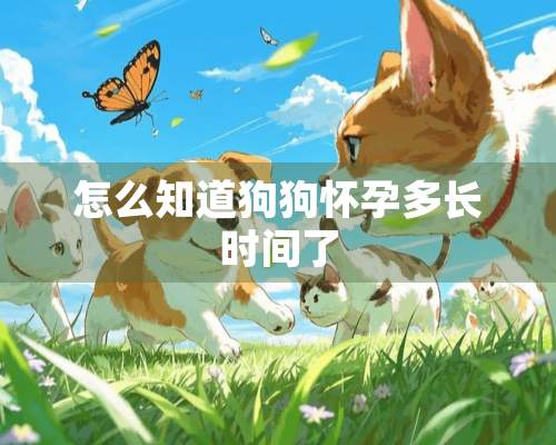 怎么知道狗狗怀孕多长时间了