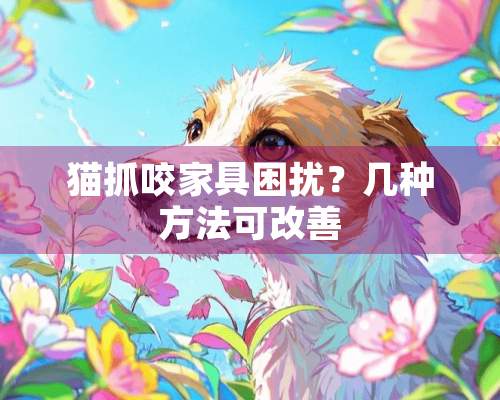 猫抓咬家具困扰？几种方法可改善