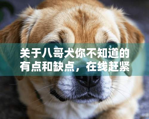 关于八哥犬你不知道的有点和缺点，在线赶紧了解吧