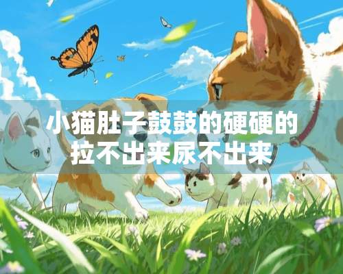 小猫肚子鼓鼓的硬硬的拉不出来尿不出来