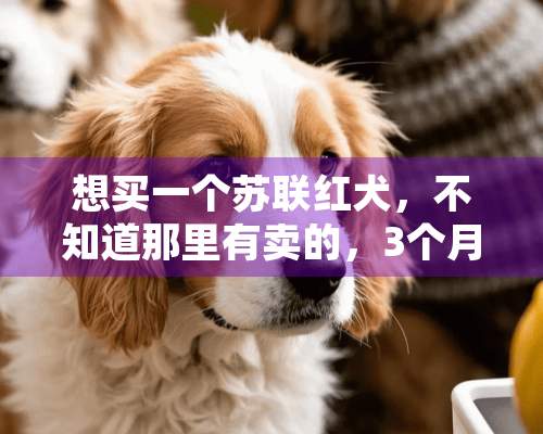 想买一个苏联红犬，不知道那里有卖的，3个月在多少钱