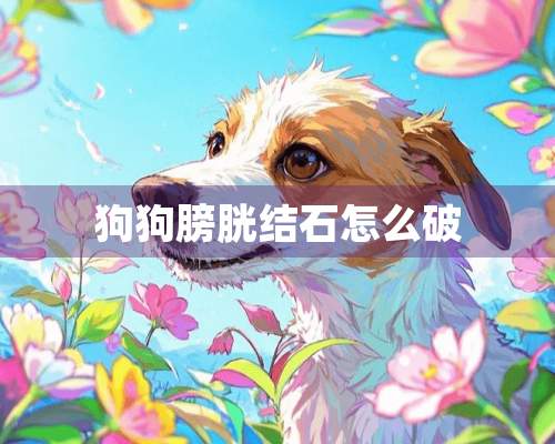 狗狗膀胱结石怎么破