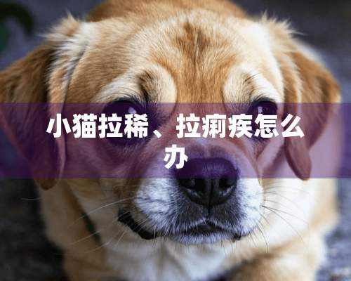 小猫拉稀、拉痢疾怎么办