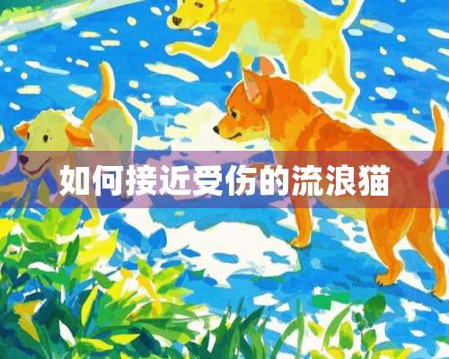 如何接近受伤的流浪猫