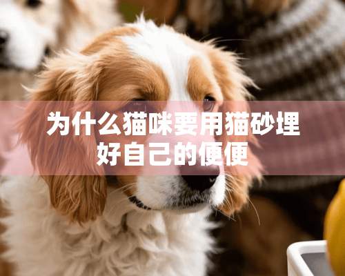 为什么猫咪要用猫砂埋好自己的便便