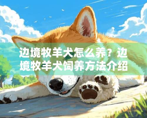 边境牧羊犬怎么养？边境牧羊犬饲养方法介绍【图】