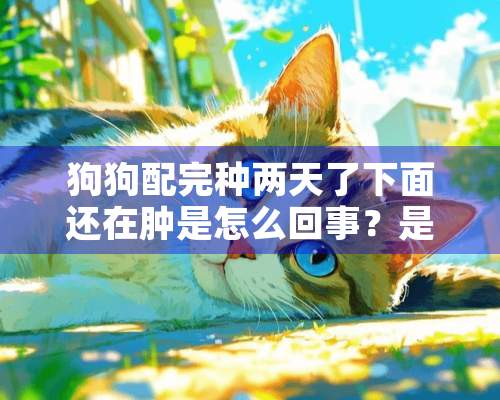 狗狗配完种两天了下面还在肿是怎么回事？是没配上吗？