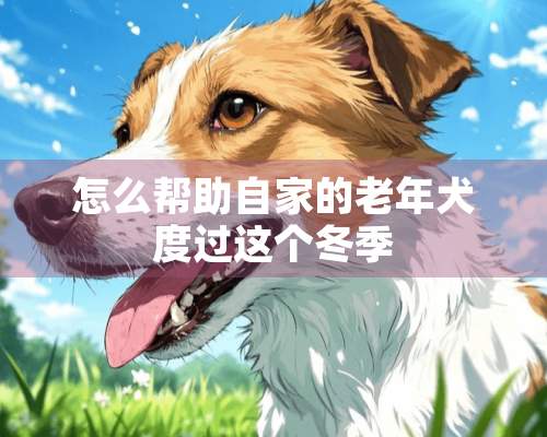 怎么帮助自家的老年犬度过这个冬季