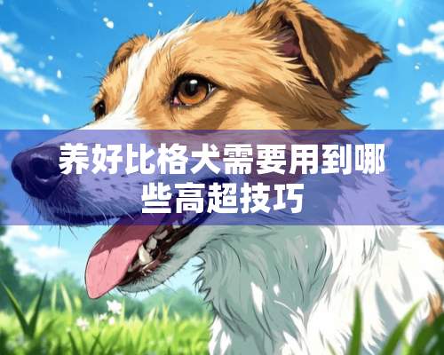 养好比格犬需要用到哪些高超技巧