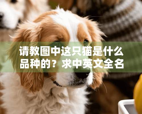 请教图中这只猫是什么品种的？求中英文全名。