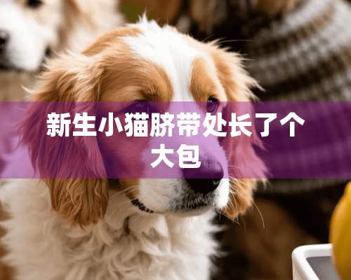 新生小猫脐带处长了个大包